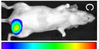 image: Communication helps target tumors