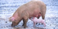 image: Animal-grown transplant organs?