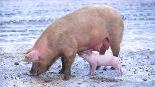 Animal-grown transplant organs? image: Animal-grown transplant organs?