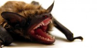 image: As bats hibernate so does rabies