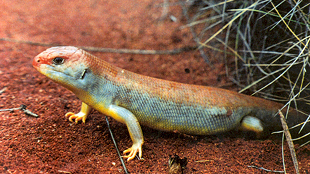 Great desert skink