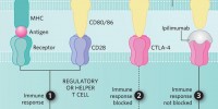image: Taking Aim at Melanoma
