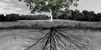 image: The Root of the Problem