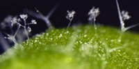 image: The First Plant Interactome