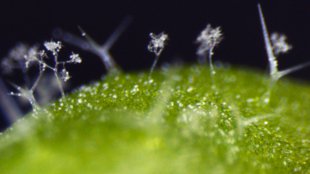 The First Plant Interactome image: The First Plant Interactome