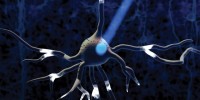 image: Optogenetics: A Light Switch for Neurons