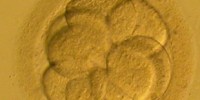 image: Embryos Right Genetic Wrongs?