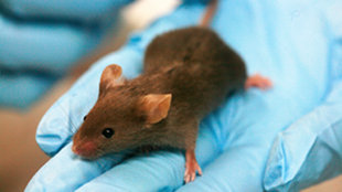 Animal Experiments Increase in the UK image: Animal Experiments Increase in the UK