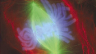 Top 7 in Cancer Biology image: Top 7 in Cancer Biology
