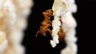 Asexual Ants Have Sex image: Asexual Ants Have Sex