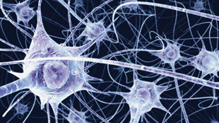 Stem Cells Help Regain Memory image: Stem Cells Help Regain Memory