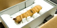 image: Unveiling Animal Mummies
