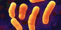 image: Probiotic Protection