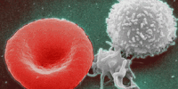 image: Stem Cells Hit Reverse