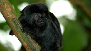 Virus Jumps Between Primates image: Virus Jumps Between Primates