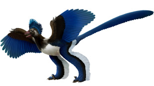 Artist’s impression of Xiaotingia zhengi