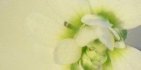 Top 7 in Developmental Biology image: Top 7 in Developmental Biology