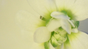Top 7 in Developmental Biology image: Top 7 in Developmental Biology