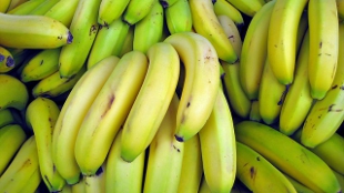 The Beginning of the End for Bananas? image: The Beginning of the End for Bananas?