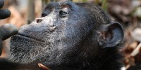 image: Chimp Brains Don’t Shrink with Age