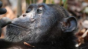 PETA Buys Chimp Lab Stock image: PETA Buys Chimp Lab Stock