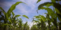 image: Opinion: Food Security Needs Sound IP