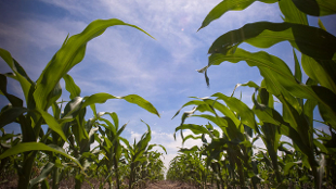 Opinion: Food Security Needs Sound IP image: Opinion: Food Security Needs Sound IP