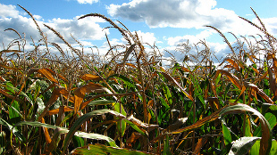 Anti-GM Vandals Destroy Crops image: Anti-GM Vandals Destroy Crops