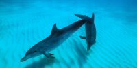 image: Electric Dolphins?