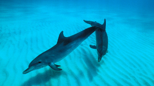 Electric Dolphins? image: Electric Dolphins?