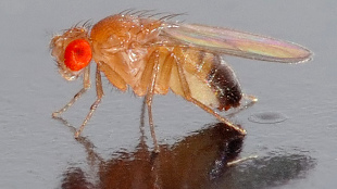 How Stress is Inherited image: How Stress is Inherited