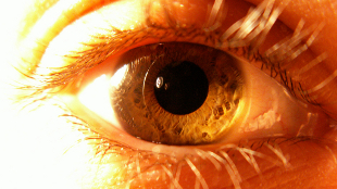 Latitude Affects Human Eye Size image: Latitude Affects Human Eye Size
