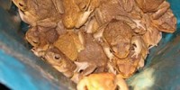 image: Dead Cane Toads Are Deadly