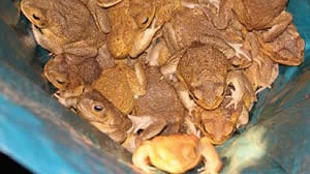 Dead Cane Toads Are Deadly image: Dead Cane Toads Are Deadly