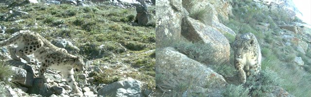 Snow leopards caught on tape in Afghanistan