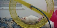 Circadian Signs of Aging image: Circadian Signs of Aging