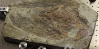 image: Repainting Ancient Birds