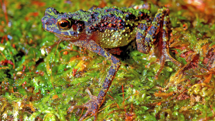 Most Wanted Toad Found image: Most Wanted Toad Found