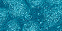 image: Americans Support Stem Cell Research