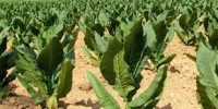 image: Tobacco Plants Make HIV Antibody