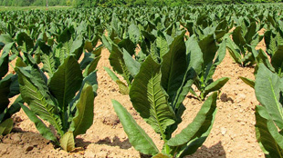 Tobacco Plants Make HIV Antibody image: Tobacco Plants Make HIV Antibody