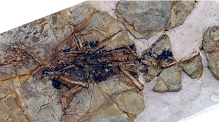 On the Origin of Birds image: On the Origin of Birds