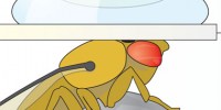 image: Do Fruit Flies Dream of Electric Bananas?