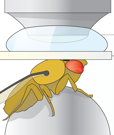 Do Fruit Flies Dream of Electric Bananas? image: Do Fruit Flies Dream of Electric Bananas?