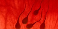 image: Lab-Grown Sperm