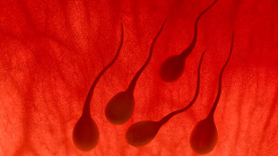 Lab-Grown Sperm image: Lab-Grown Sperm