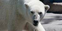 image: More Questions about Polar Bear Researcher 