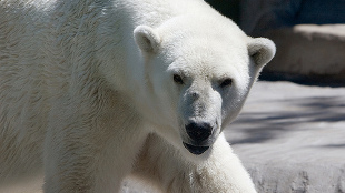 More Questions about Polar Bear Researcher image: More Questions about Polar Bear Researcher