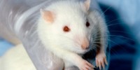 image: The Virtual Physiological Rat