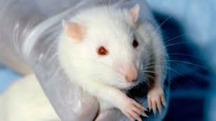 The Virtual Physiological Rat image: The Virtual Physiological Rat